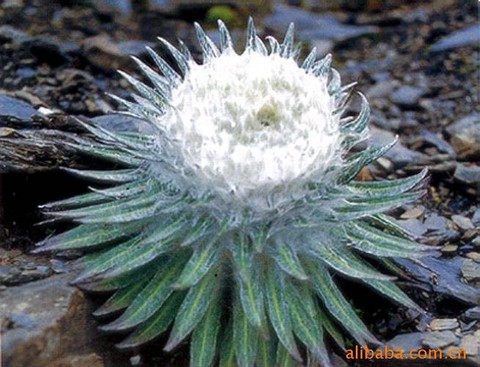 九阴真经雪莲丹什么用