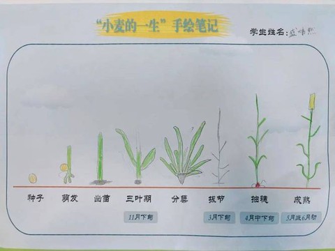 迷你世界里怎么种小麦